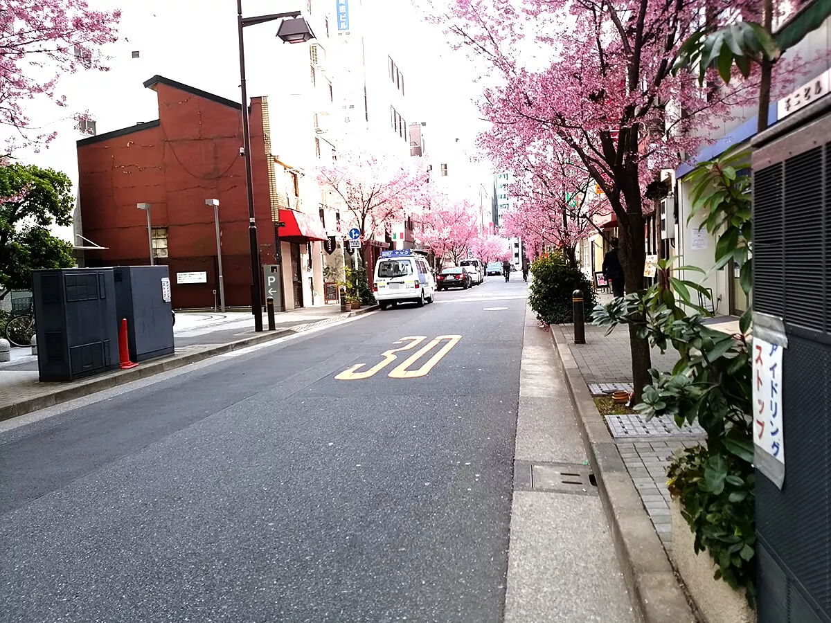 日本橋室町の桜（オカメザクラ）
